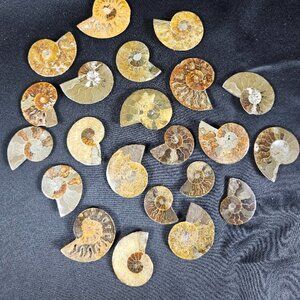 Ammonite Half